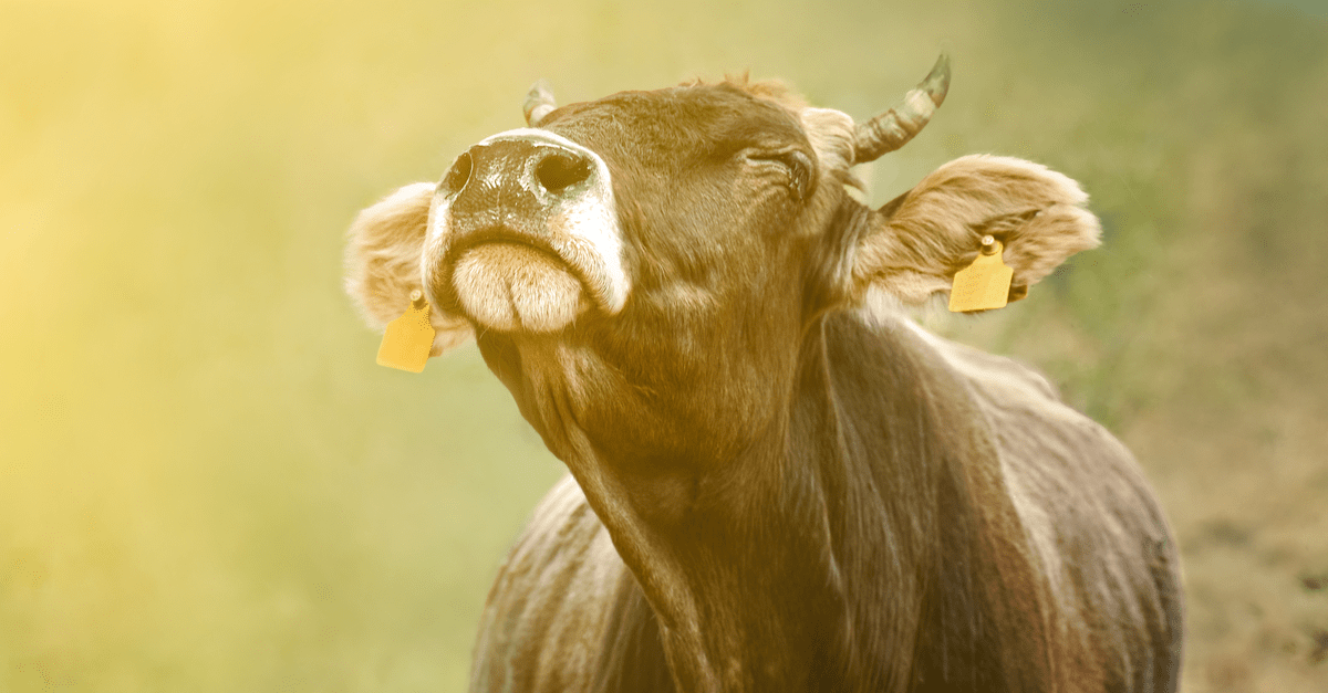 Cow with ear about us